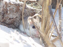 Gulf-State-Park-mouse