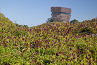 CA-academy-green-roof-plants