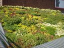 ASLA Green Roof-Planted Waves