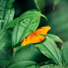 butterfly-shrub