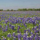 blue bonnets