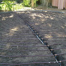 drip irrigation