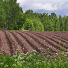 farm field