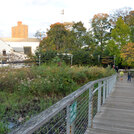 marsh restoration boardwalk